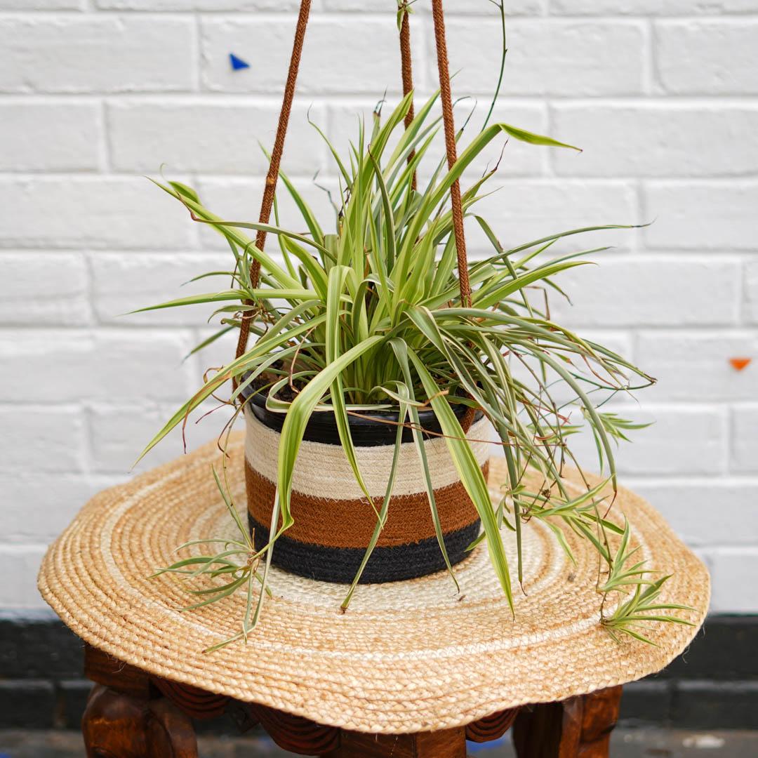 Plant Hanger - Sandy Range